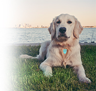 dog sitting in grass near water with collar - Most Insurance