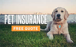 Pet Insurance Free Quote with dog near water