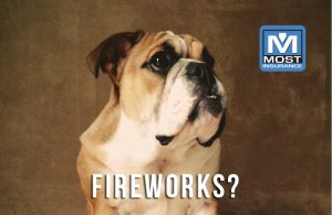 Fireworks Most Insurance Dog