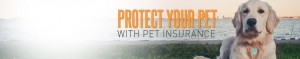 Pet Insurance in Tampa Florida - Most Insurance