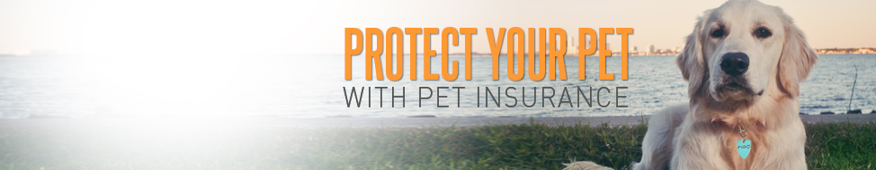 Tampa (FL) Pet Insurance Quotes Most Insurance