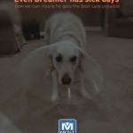5 reasons to have Pet Insurance with Most Insurance Even Breamer has sick days
