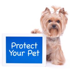 Protect Your Pet dog with a hairdo